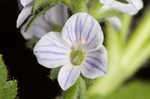 Common gypsyweed